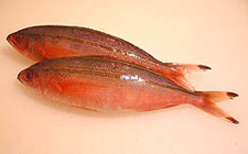 沖縄の魚