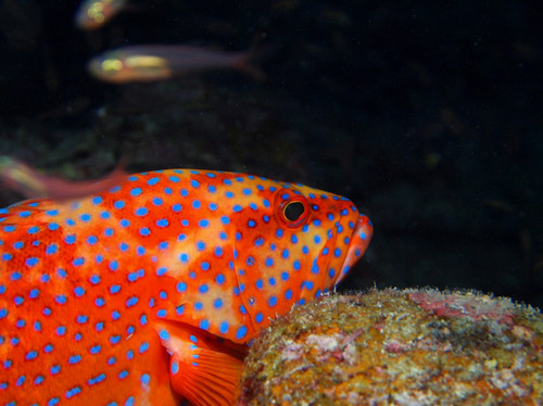 沖縄の魚