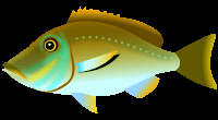 沖縄の魚