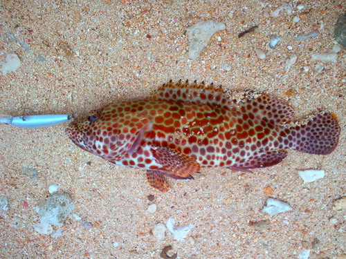 沖縄の魚