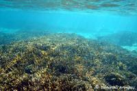 浦添西海岸開発計画Ⅱ
