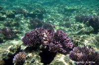 浦添西海岸開発計画-Ⅲ
