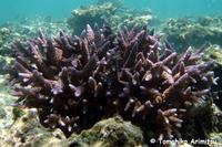 浦添西海岸開発計画Ⅱ