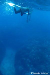 大浦湾のサンゴ調査