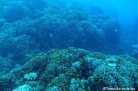 大浦湾のサンゴ調査