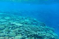 大浦湾のサンゴ調査
