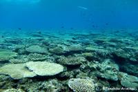大浦湾のサンゴ調査