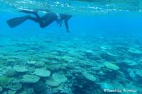 大浦湾のサンゴ調査