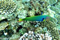 大浦湾のサンゴ調査