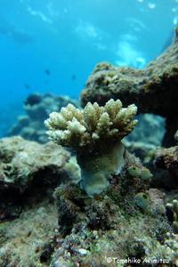 大浦湾のサンゴ調査