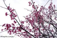 さくらの花