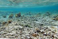 浦添西海岸開発計画-Ⅲ