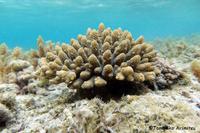浦添西海岸開発計画-Ⅲ