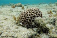 浦添西海岸開発計画-Ⅲ