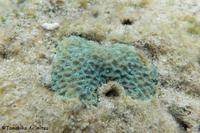 浦添西海岸開発計画-Ⅲ