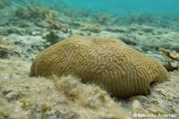 浦添西海岸開発計画-Ⅲ