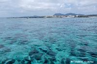 辺野古の海草藻場