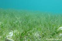 辺野古の海草藻場