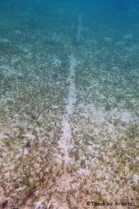 辺野古の海草藻場