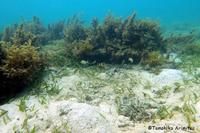 辺野古の海草藻場