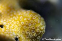 浦添西海岸開発計画Ⅱ