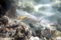 泡瀬干潟のサンゴ群集