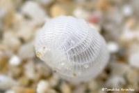 辺野古の海2015年2月