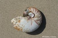 オウムガイを拾う