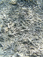浦添西海岸開発計画Ⅱ