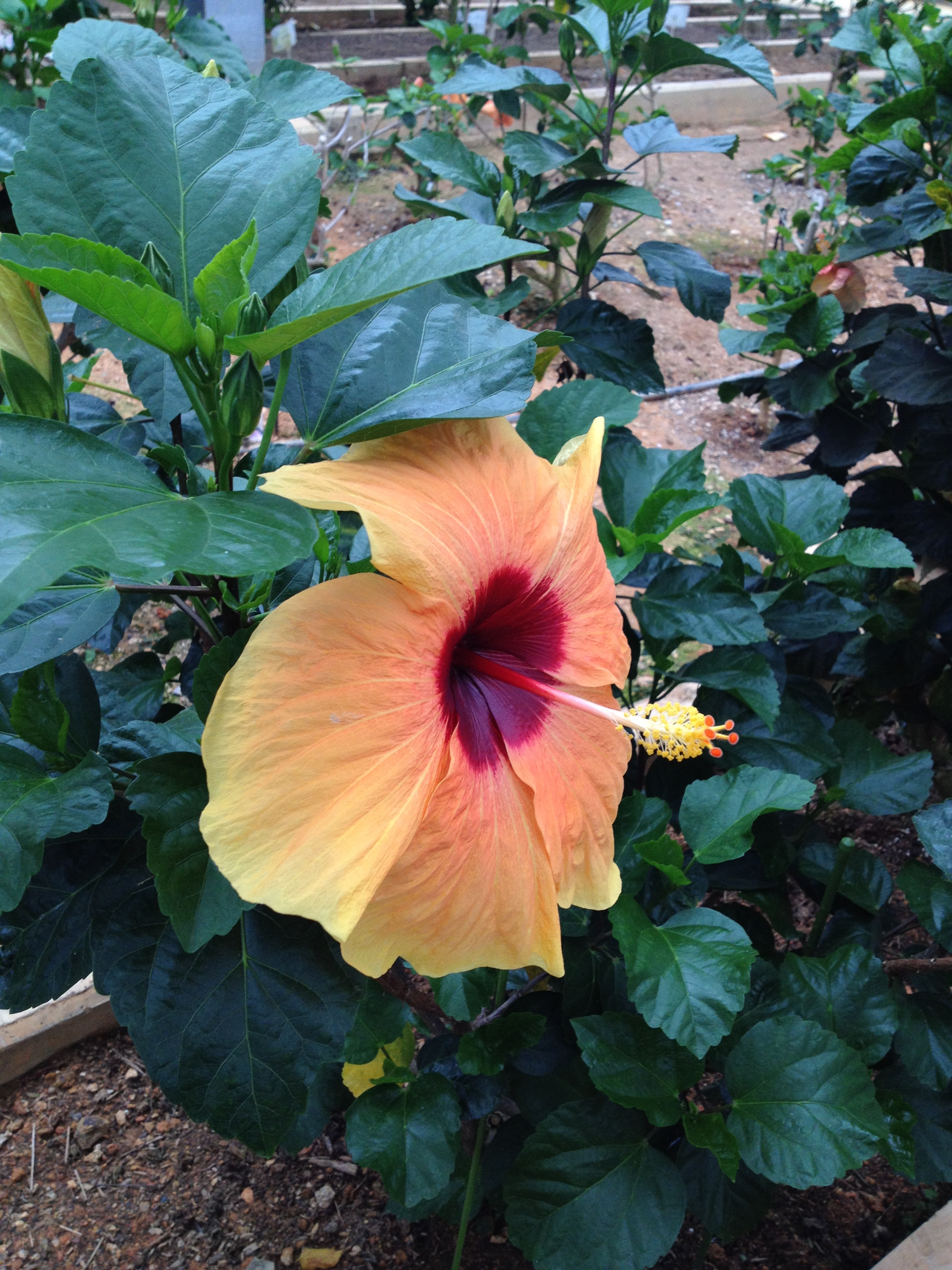 気分を盛り上げる沖縄を彩る魅惑的な花