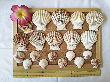 貝殻セットB（50個以上）：夏インテリア小物