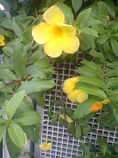 黄色の綺麗な花