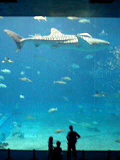 美ら海水族館