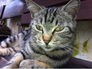ねこ(●・ω・●)ノシ