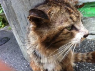 ねこ(●・ω・●)ノシ