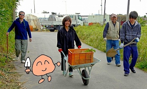 ジャガイモの収穫