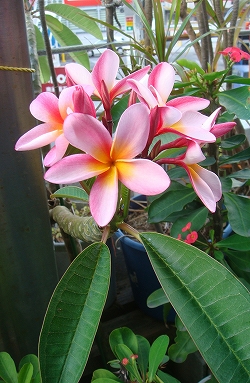 花の咲かないベランダに花