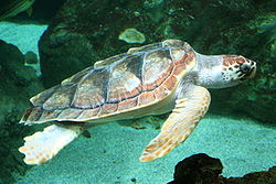 Sea Turtle