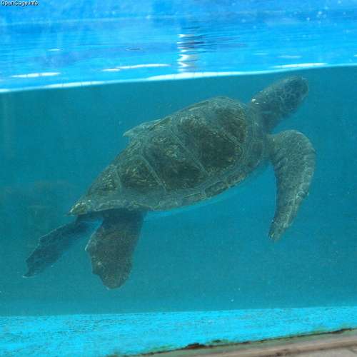 Sea Turtle