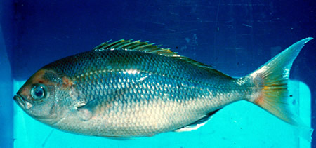 Fish