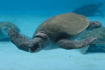 Sea Turtle