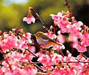 リュウキュウメジロ