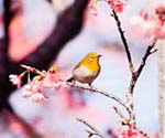 リュウキュウメジロ