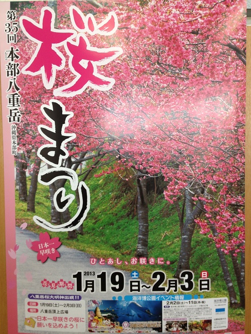 本部八重岳桜祭り