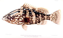 Grouper