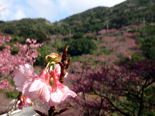 本部八重岳桜祭り