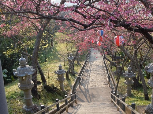 名護桜祭り