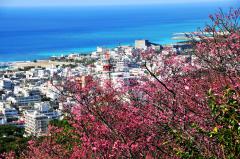 名護桜祭り