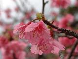 日本一早い桜まつり