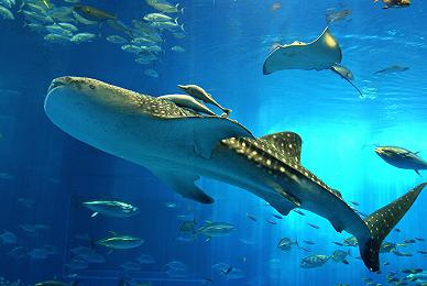 美ら海水族館